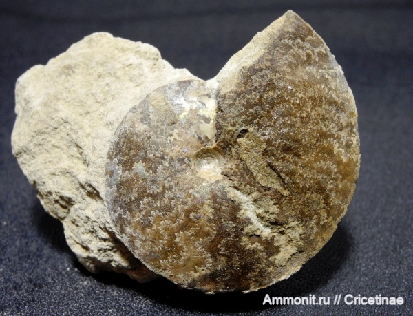 Garniericeras, Garniericeras subclypeiforme