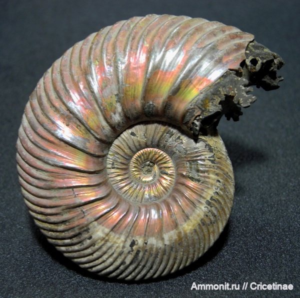 Quenstedtoceras, Quenstedtoceras lamberti