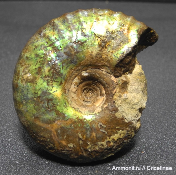 Craspedites, Craspedites nodiger