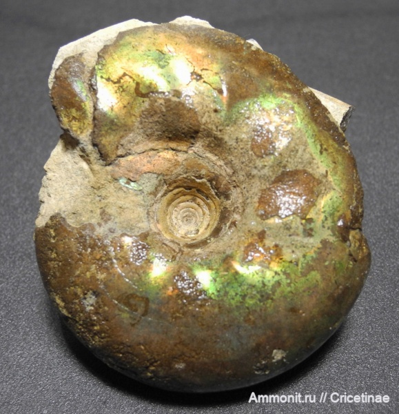 Craspedites, Craspedites kaschpuricus