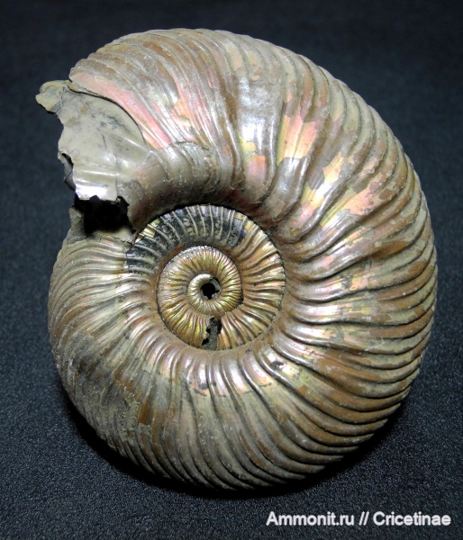 Quenstedtoceras, Quenstedtoceras lamberti