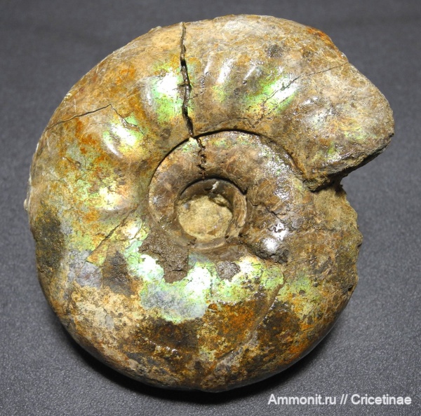 Craspedites, Craspedites kaschpuricus