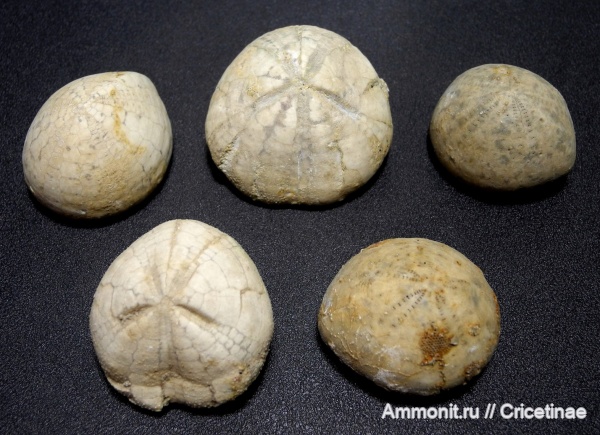 морские ежи, Echinocorys, Micraster