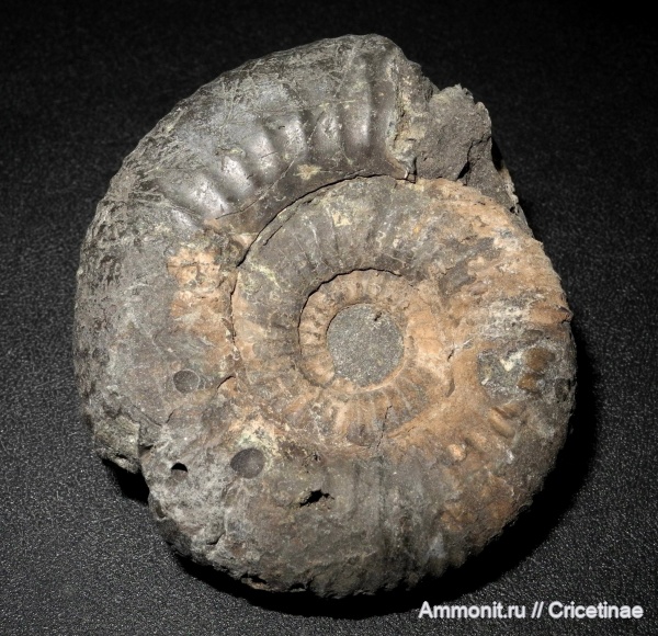 Dorsoplanites, Dorsoplanites panderi