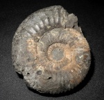 Dorsoplanites panderi