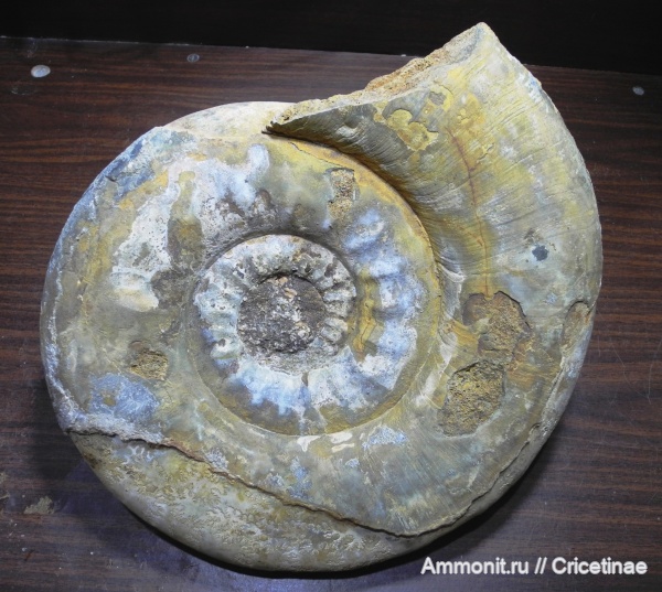 Homeoplanulites, homoeoplanulites mutatus