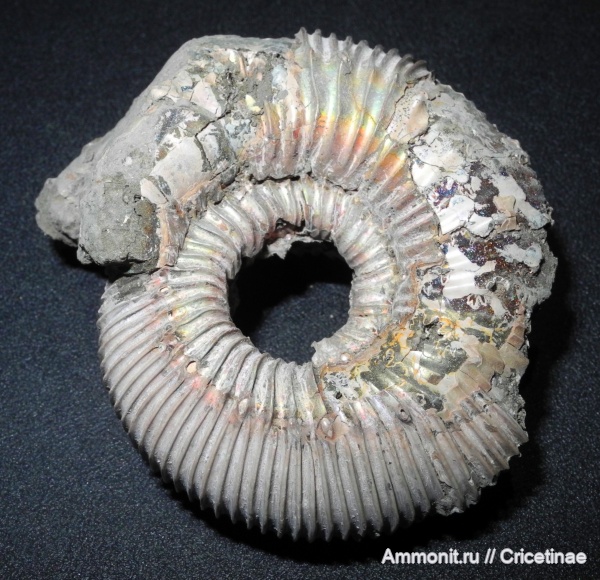 Kepplerites, Kepplerites russiensis