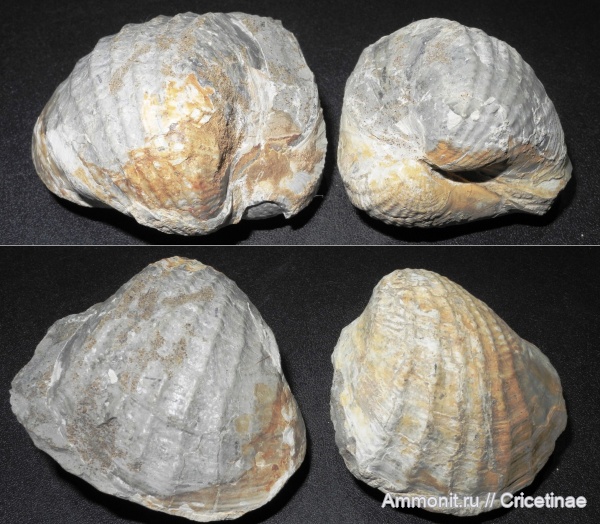 двустворки, двустворчатые моллюски, Pholadomya