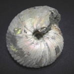 Chamoussetia Chamoussetia