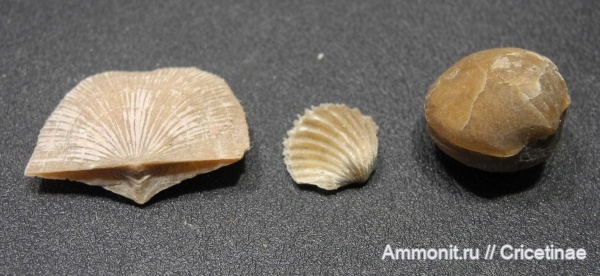 брахиоподы, Lycophoria, Orthis, Orthis callactis, lycophoria nucella, Antigonambonites