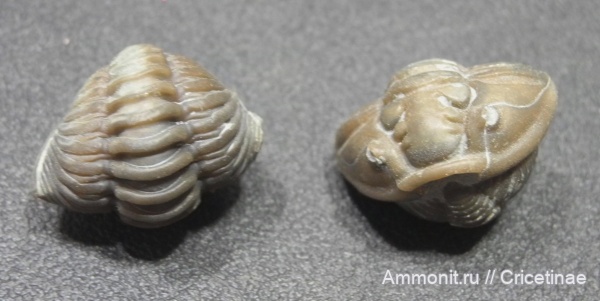 Flexicalymene, flexicalymene retrorsa