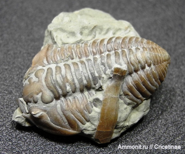 Flexicalymene, flexicalymene retrorsa