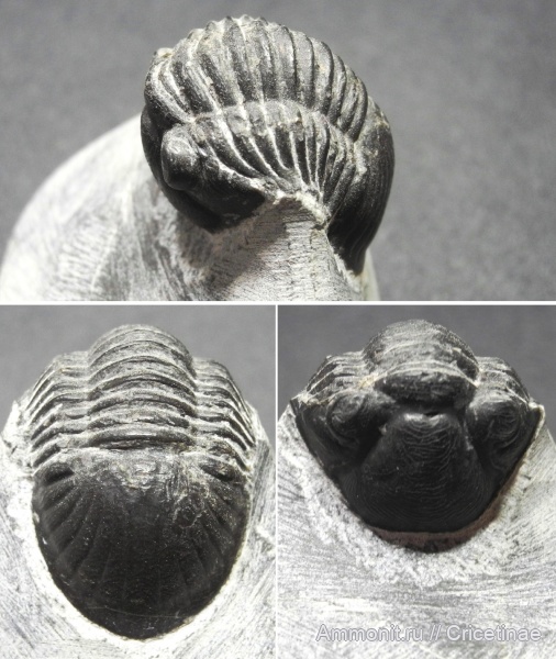 Paralejurus rehamnanus, Paralejurus