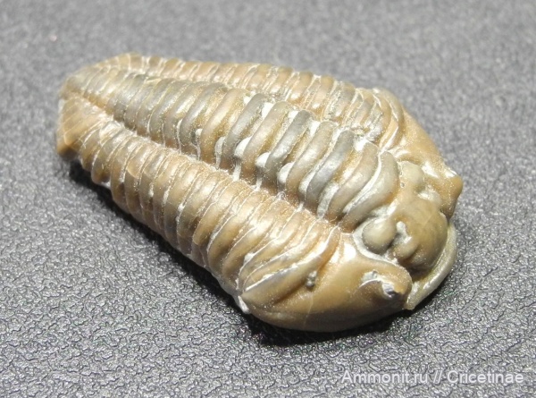 Flexicalymene, flexicalymene retrorsa