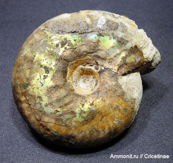 Craspedites, Craspedites parakaschpuricus