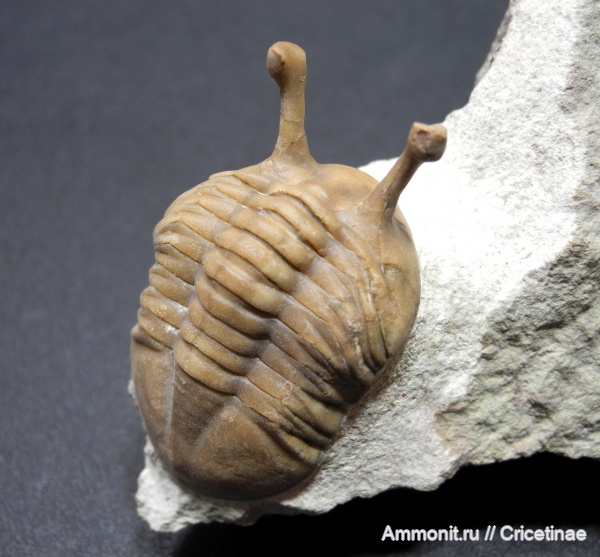 Asaphus, Asaphus kowalewskii, Гемма