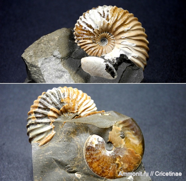 Deshayesites, Aconeceras