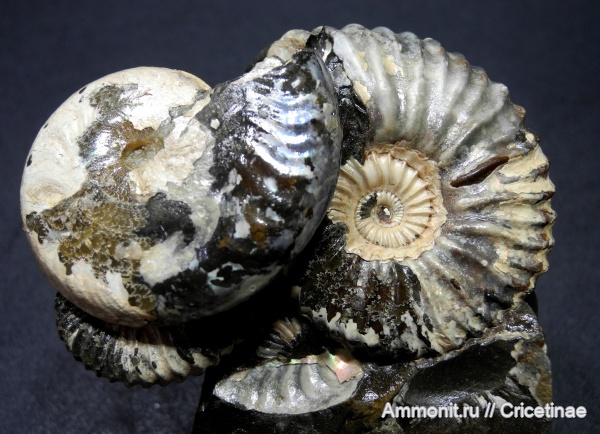 Deshayesites, Aconeceras