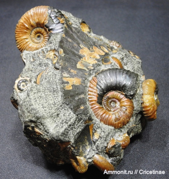 Euphylloceras, Acanthohoplites, Phyllopachyceras