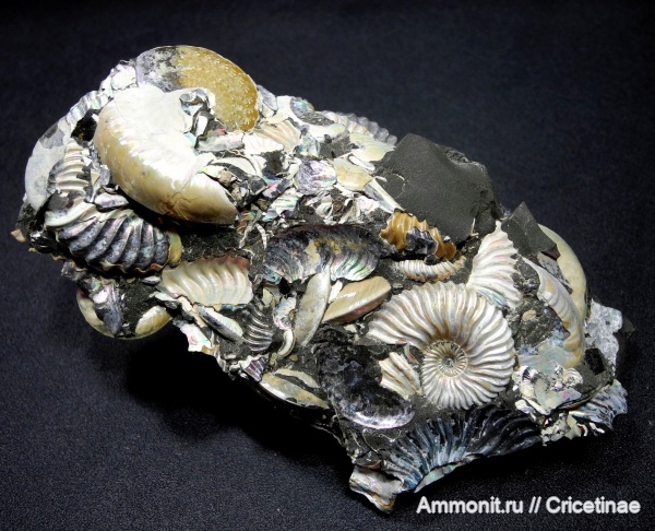 Deshayesites, Aconeceras