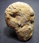 Колония кораллов