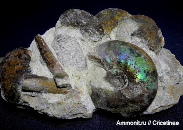 Garniericeras, Craspedites, belemnites