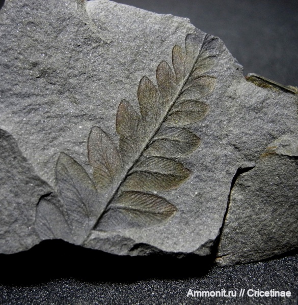 Mariopteris, Mariopteris nervosa