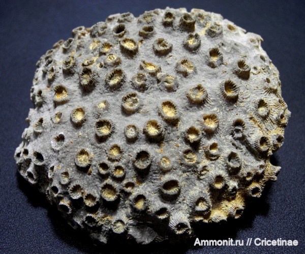 кораллы, Phillipsastraea ibergense