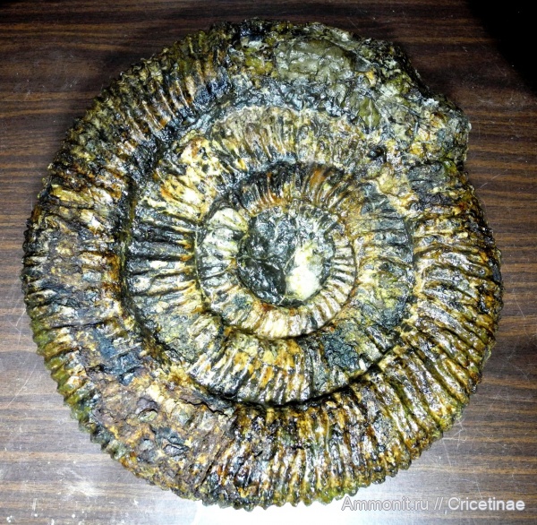 Speetoniceras, Speetoniceras versicolor