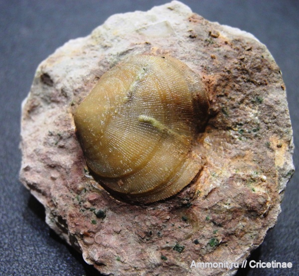 брахиоподы, обрастание, Porambonites reticulatus