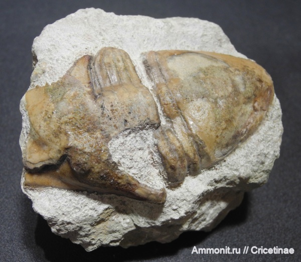 Megistaspidella, Megistaspidella extenuata