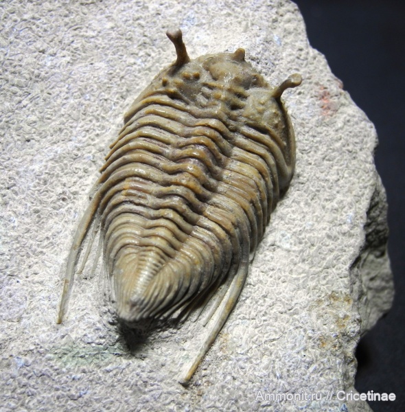 Cybele, Гемма, Cybele bellatula