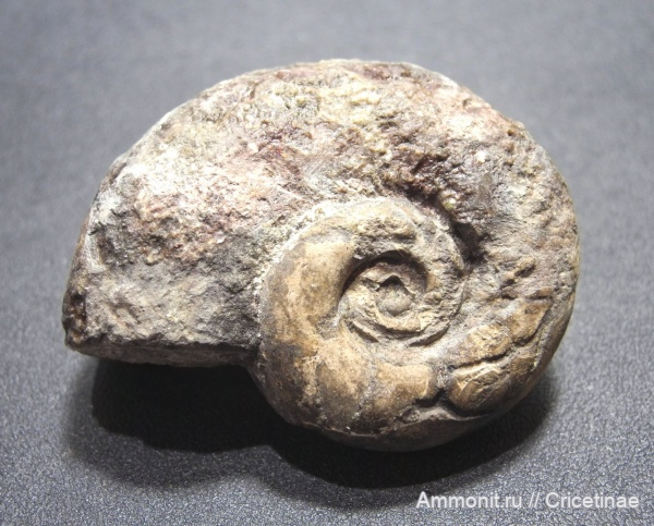 гастроподы, Lesueurilla