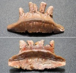 Polyrhizodus concavus