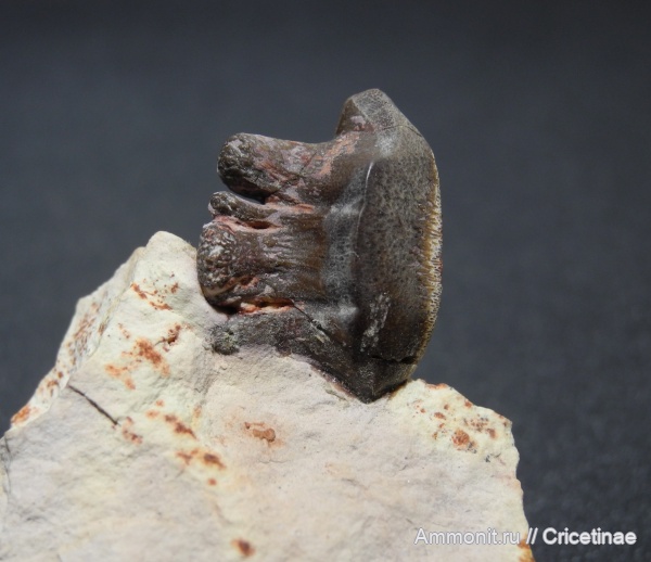 Polyrhizodus, Polyrhizodus concavus