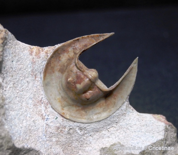 Scotoharpes spasskii, Scotoharpes