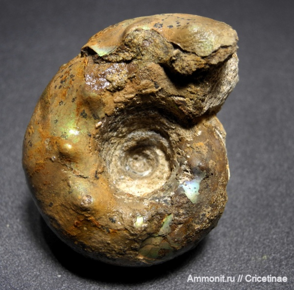 Craspedites, Craspedites milkovensis