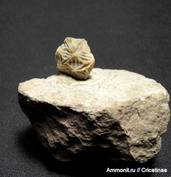 Echinoencrinites, Echinoencrinites angulosus