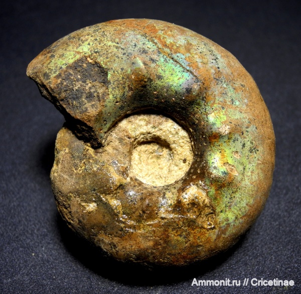 Craspedites, Craspedites kaschpuricus