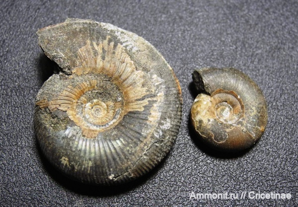 Kachpurites, Kachpurites praefulgens