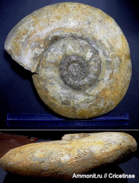 Indosphinctes mutatus, Indosphinctes