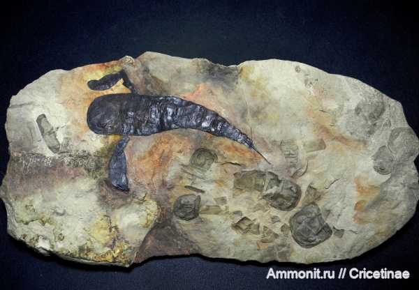 Baltoeurypterus, Baltoeurypterus tetragonophtalmus
