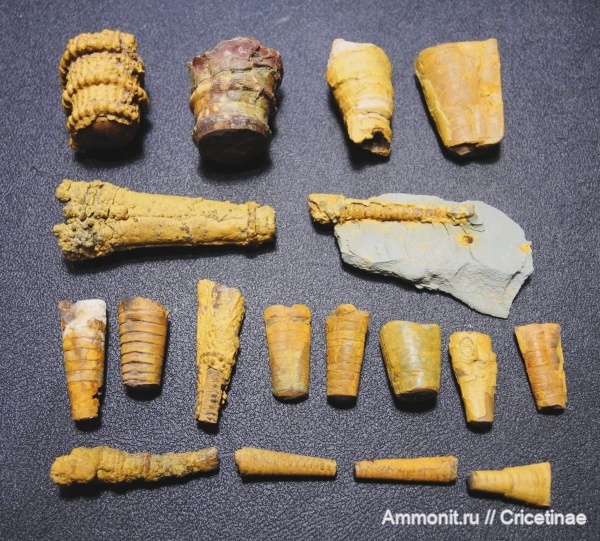 Orthoceras, Cycloceras, Cornuella