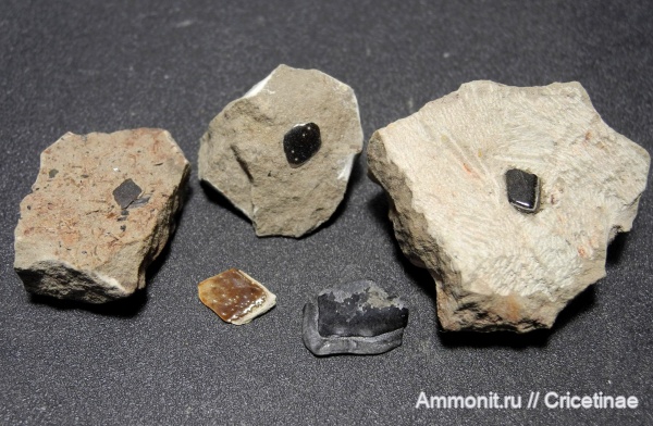 рыбы, чешуя, Megalichthys