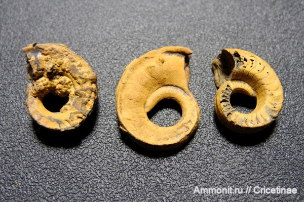 Stroboceras, Catastroboceras