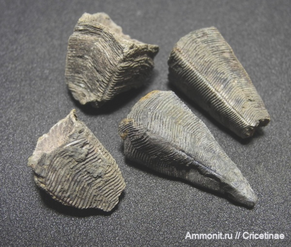 конулярии, Conularia, Holoconularia rossica, Holoconularia