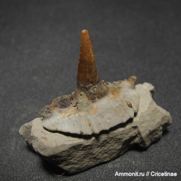 рыбы, зубы, Saivodus