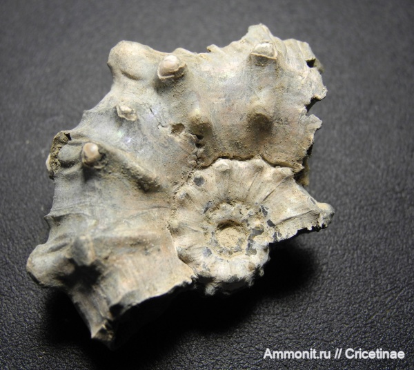 Kosmoceras, Kosmoceras pollux