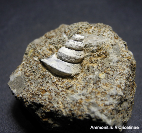 гастроподы, Dicroloma