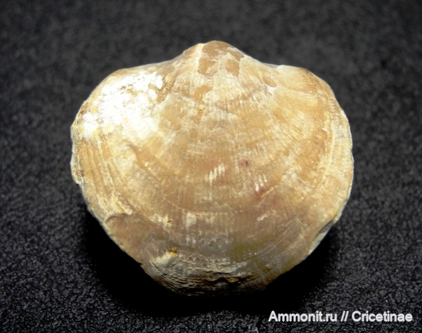 брахиоподы, Atrypa, Atrypa tanaica